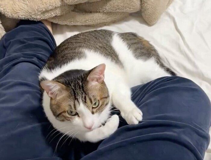 飼い主さんのそばでくつろぐくろみつくん