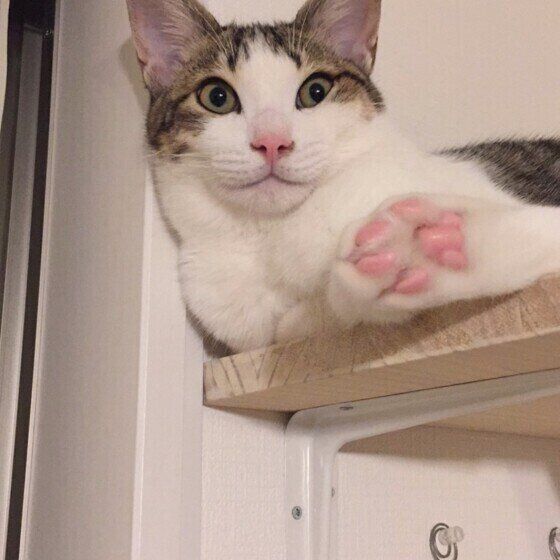 見つめる猫