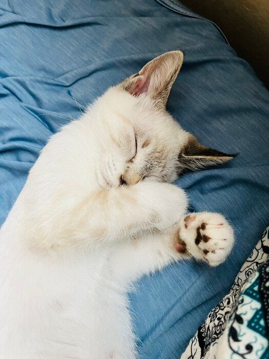 眠っている子猫