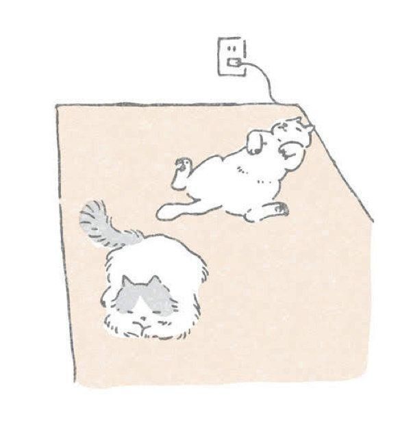 猫の健康維持に直結する寒さ対策