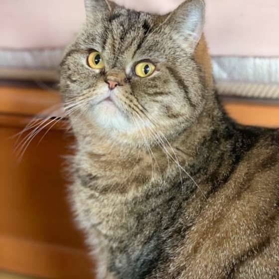 凛々しいお顔のエキゾチックショートヘア
