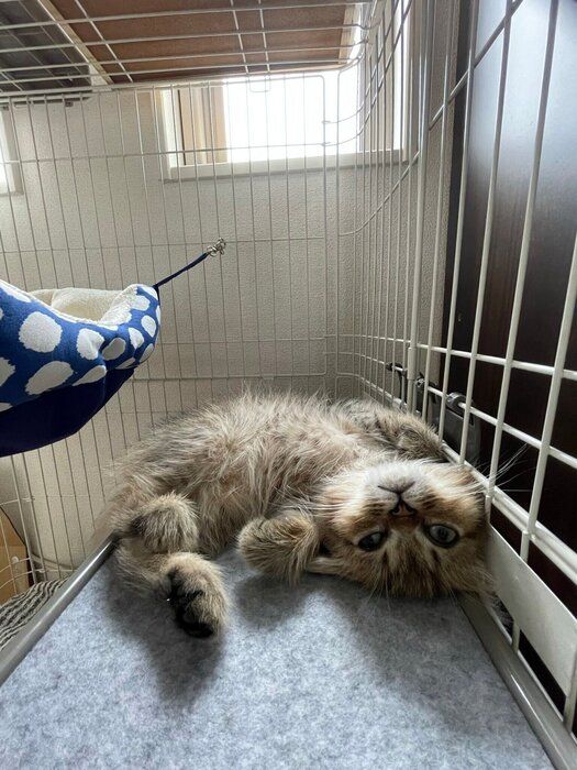 お迎え初日のミヌエット