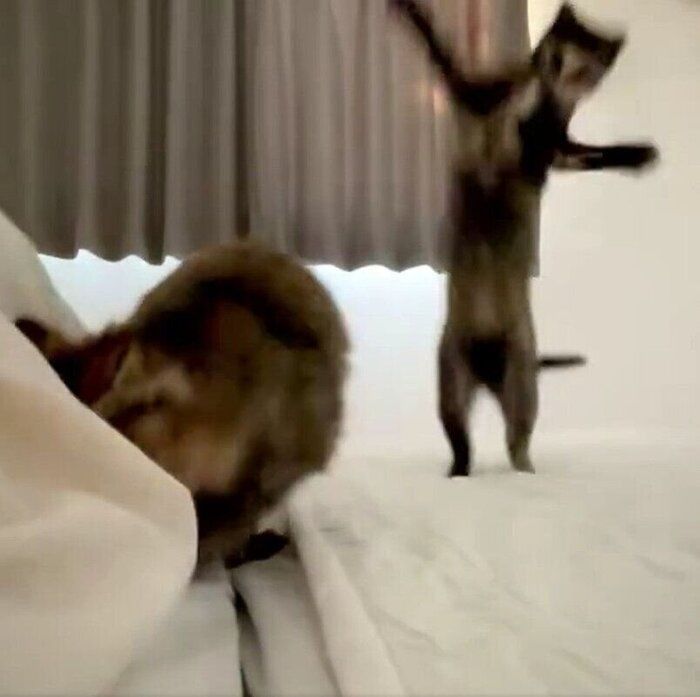 両前足を広げて、後ろ足で立ち上がるわさびちゃん