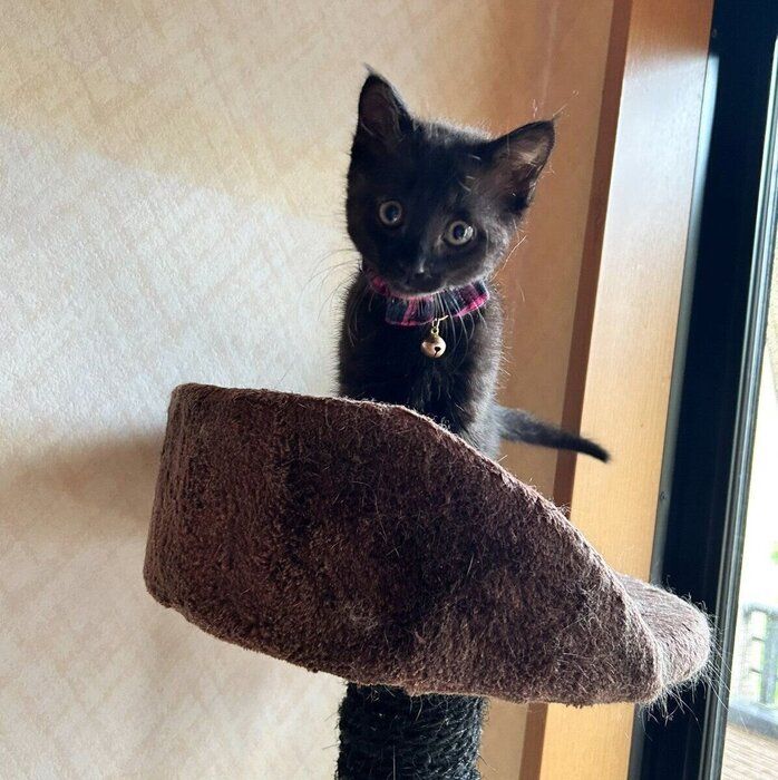 キャットタワーに登るハロちゃん