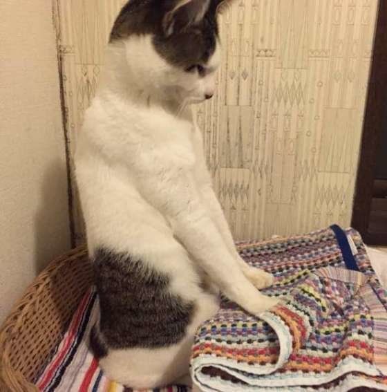 タオルを畳む猫