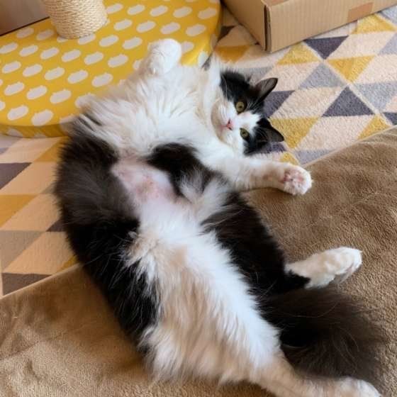 ヘソ天する猫