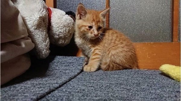 もんとあお