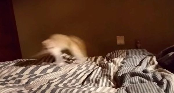 遊ぶ猫