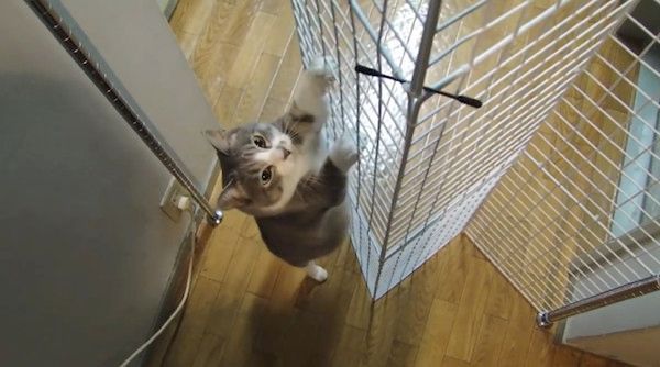 綿棒を狙う猫