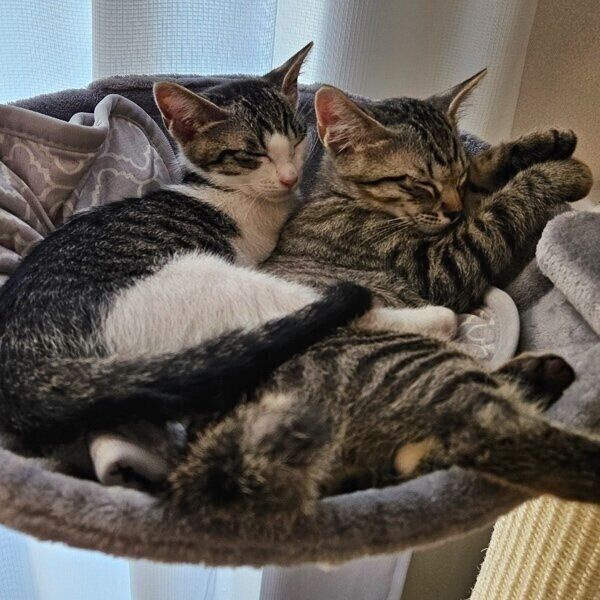 くっついて眠るくるみちゃんととらくん