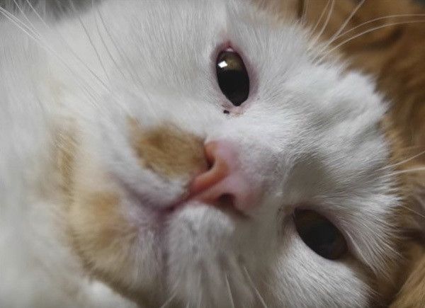 見つめる猫