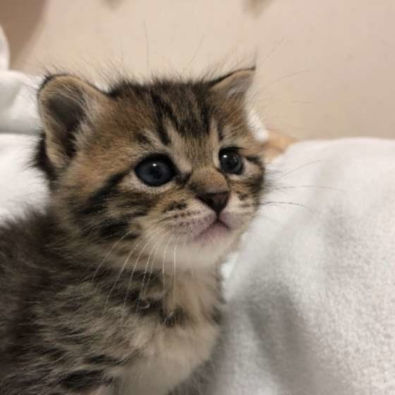 見つめる子猫
