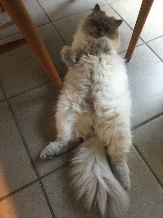 床の上でへそ天する猫