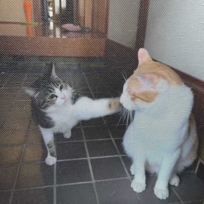 おーちゃんに猫パンチするはなちゃん