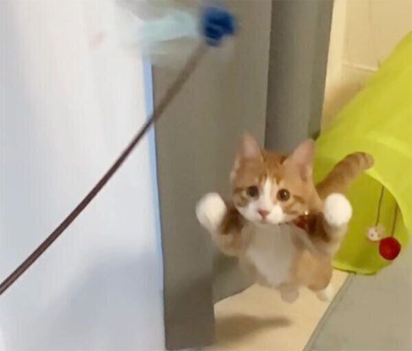 猫じゃらしで遊ぶいなりくん