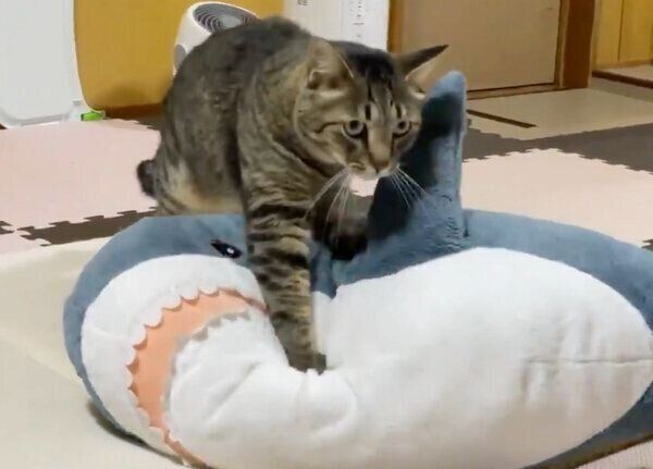こねこねする猫ちゃん