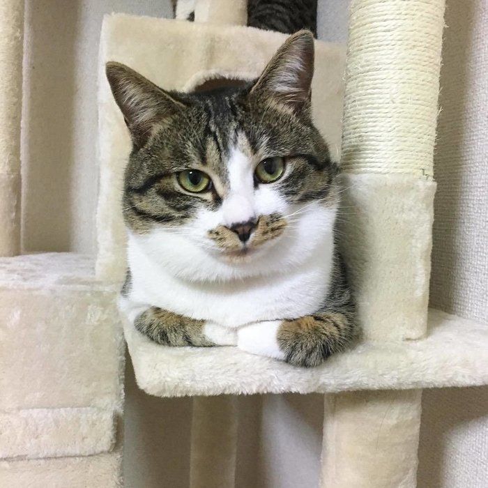 香箱座り
