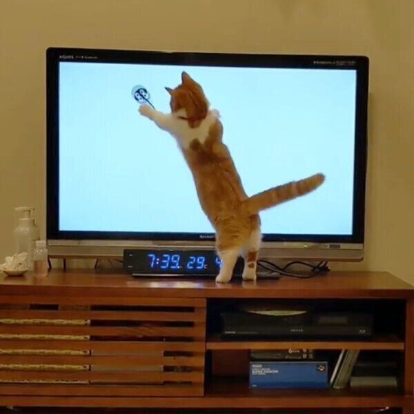 テレビ画面に映るエモノを追いかけるむぎちゃん