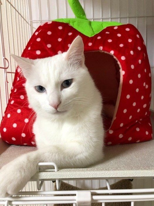 いちごのおうちでくつろぐ猫