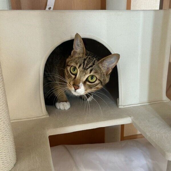 キャットタワーから顔を出すせなくん