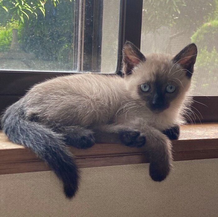 生後2カ月のおこげちゃん
