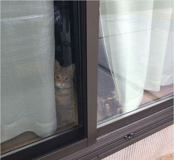 見つめる猫