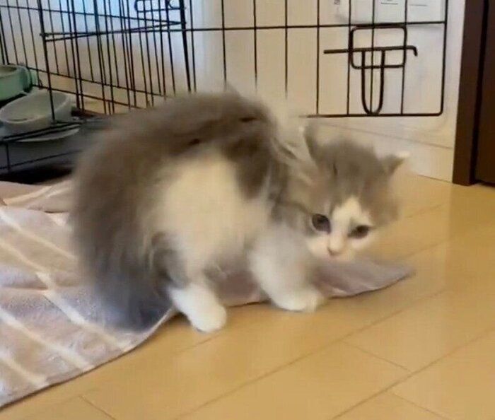 突然始まったあめちゃんの“やんのかステップ”