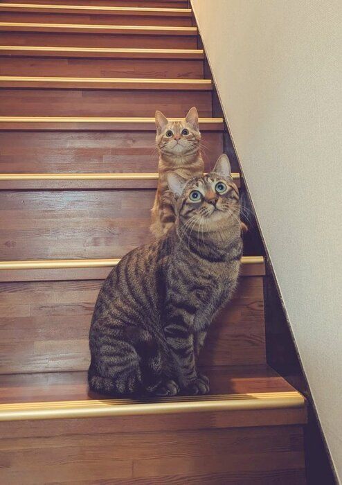 階段に座る2匹の猫