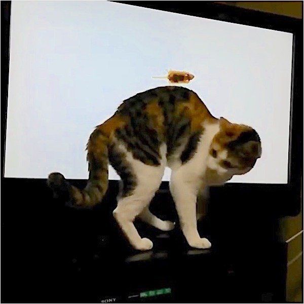 YouTubeニャンコ