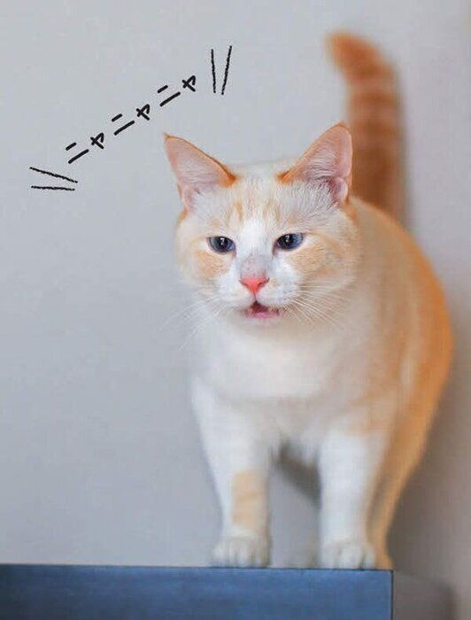 鳴く猫