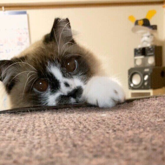 見つめる猫