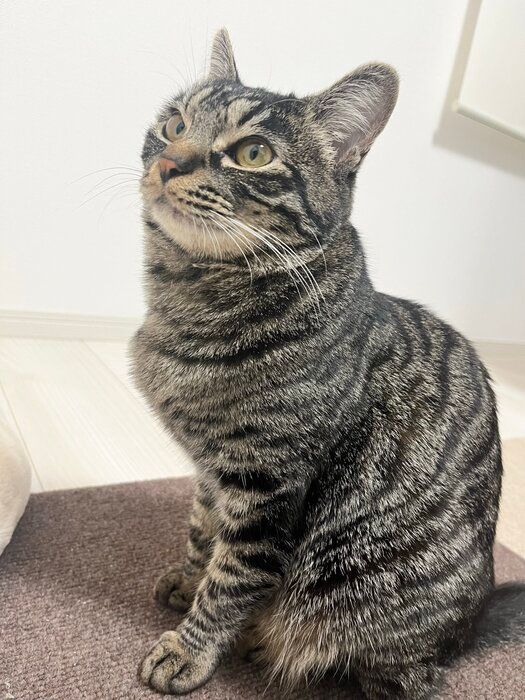 遊んでほしい様子の猫