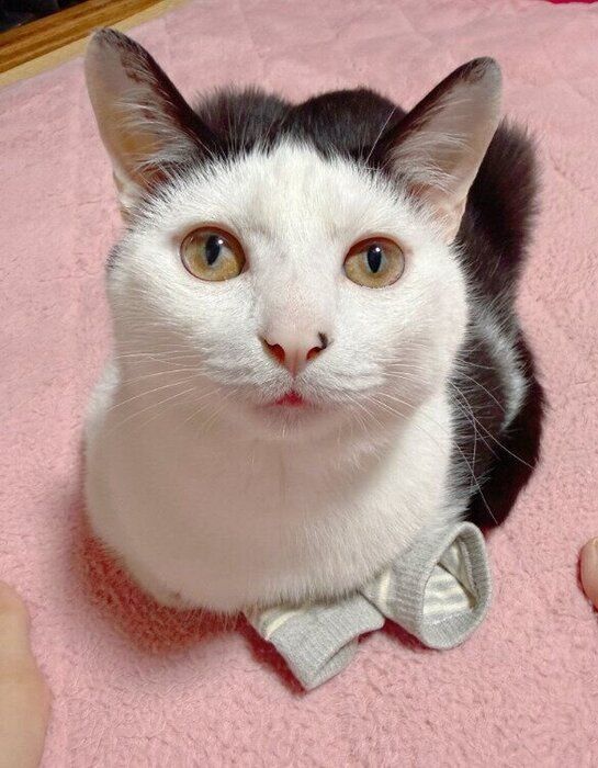 飼い主の靴下の上で香箱座りをする猫