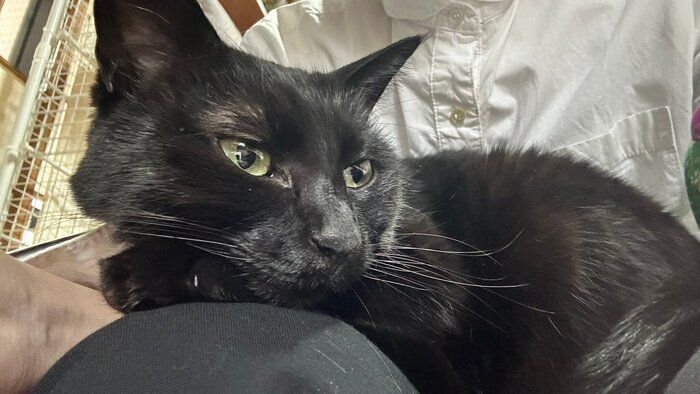 飼い主に甘える猫