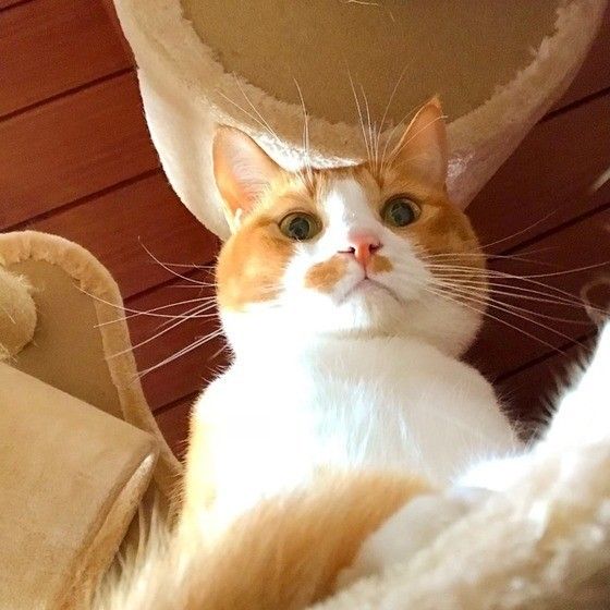 見下ろす猫