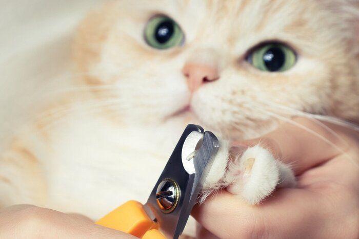 爪を切ってもらう猫