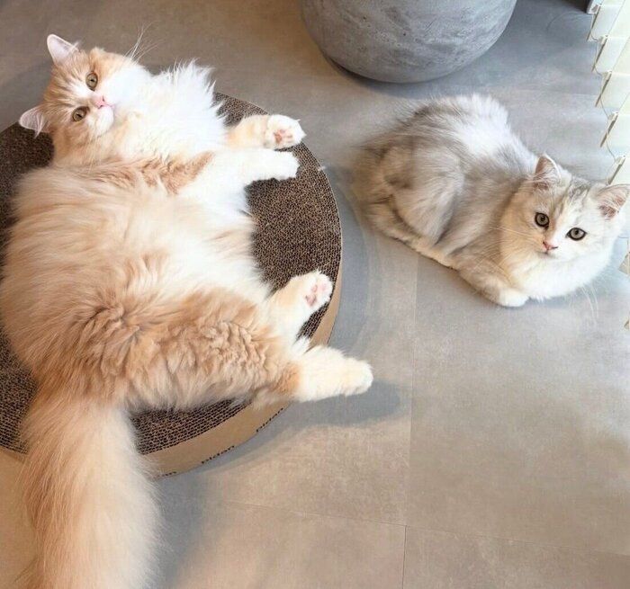 （写真左から）先住猫・わふちゃん、ぴふちゃん。