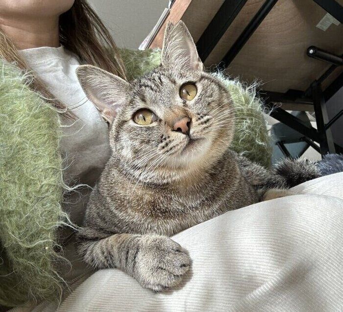 飼い主さんが出かけることを察知し、膝に乗るはるちゃん。