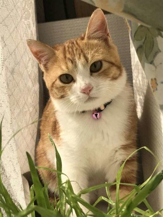 ねこ草とMIX猫