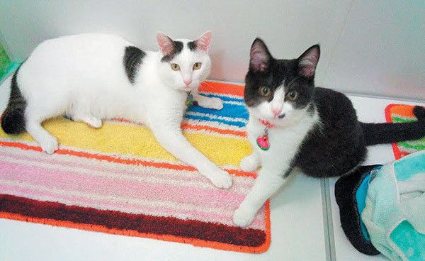 仲良しの猫