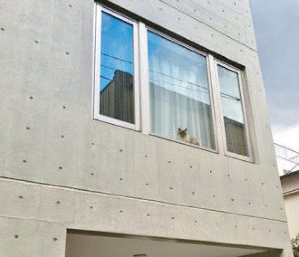 窓越しの猫