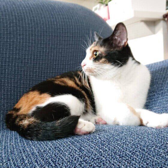 ミケ猫のきりんちゃん