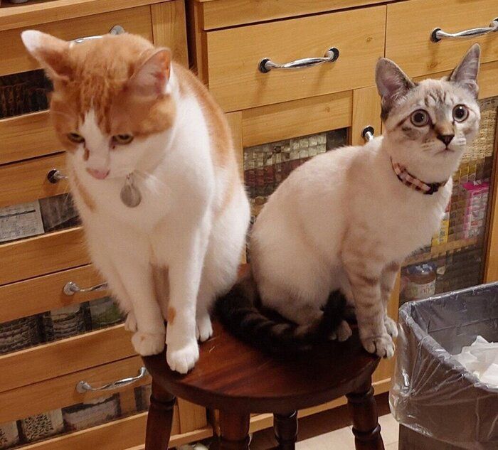 仲良くゴハン待ちする2匹