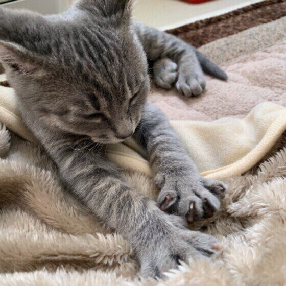フミフミする猫(MIX、オス)