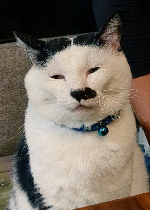 表情豊かな猫