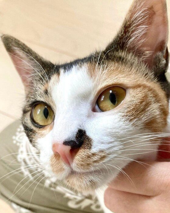 「家猫2年生」になったむすびちゃん