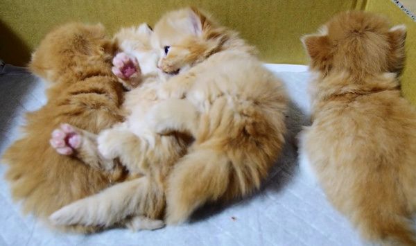 起き上がれない子猫