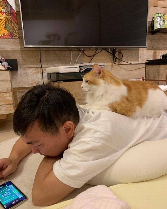 背中に乗る猫