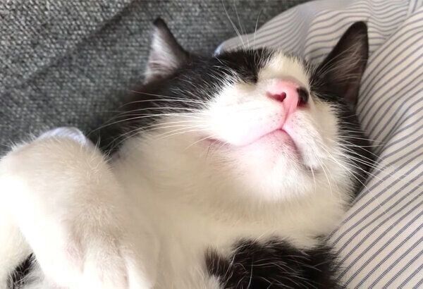 飼い主さんのお腹の上で無防備な姿で爆睡するむーくん