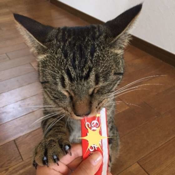 おやつを食べる猫